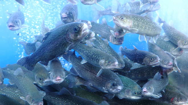 小川の魚 - メイン写真: