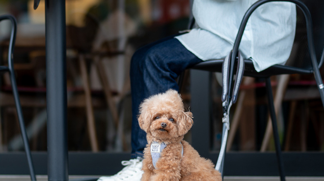 ティーガーデン バイ エーアールティー - メイン写真: