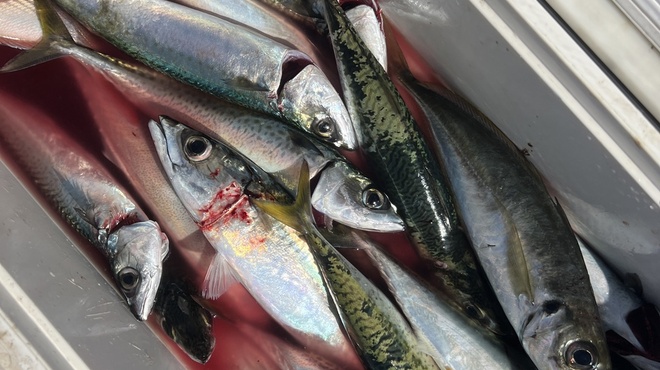 船頭料理 魚庄 - メイン写真: