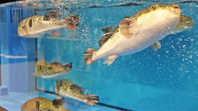 ふぐとかにの店 心斎橋 ふぐちん - メイン写真: