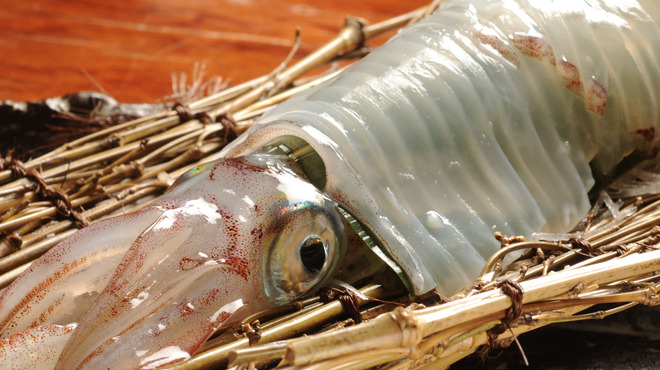 Close up of translucent squid with large eye visible