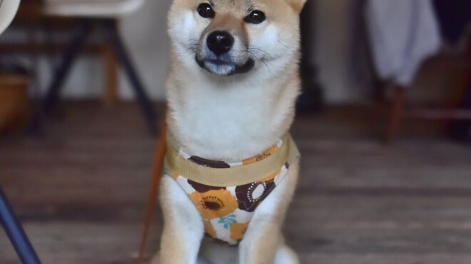 瓦そば と 珈琲と シガ食堂 - メイン写真: