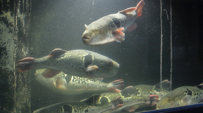 泳ぎとらふぐ活蟹料理 あじ平 - メイン写真: