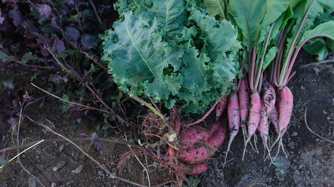 Pizza 4P's - メイン写真: