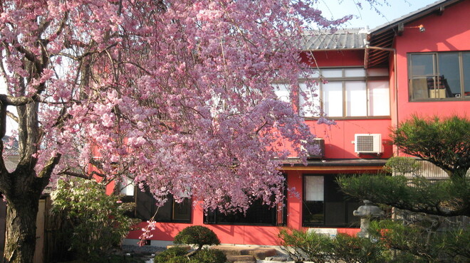京料理 松正 - 外観写真:桜