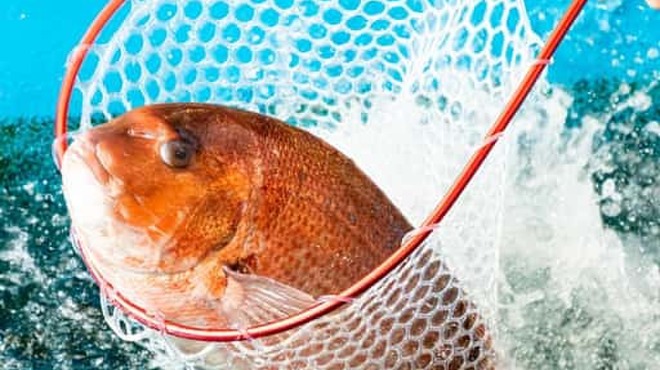 釣宿酒場 マヅメ - メイン写真: