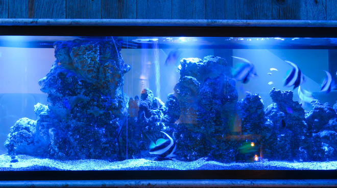Ryuduki aquarium Dining - メイン写真:
