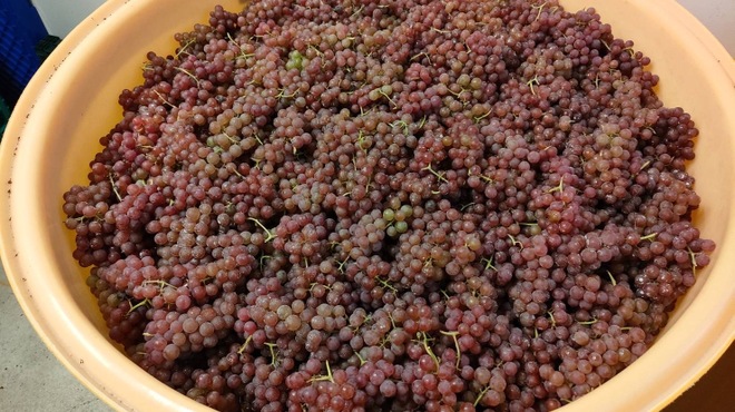 渋谷ワイナリー東京 - メイン写真: