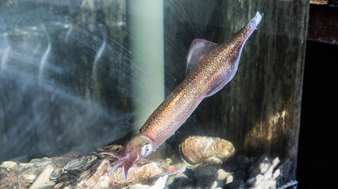 はこ民食堂 - メイン写真: