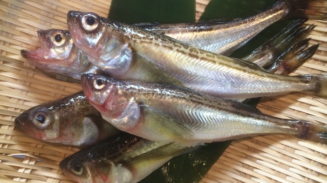 ＳＨＩＮ - 料理写真:鳥取県を代表とする『トロハタ』です!!刺身、焼物、煮物、揚げ物とろけるような食感が楽しめます。