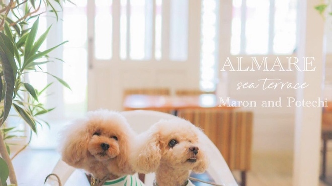 ALMARE sea terrace - メイン写真: