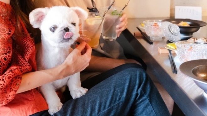 鮨 たつ也 よしかわ - メイン写真: