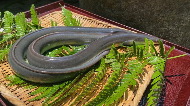 春鶯亭ひら - 料理写真:鰻