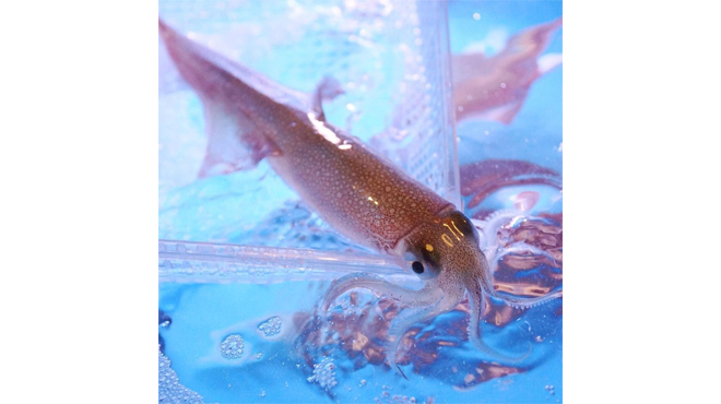 泳ぎイカと炭火 九州うまか - メイン写真: