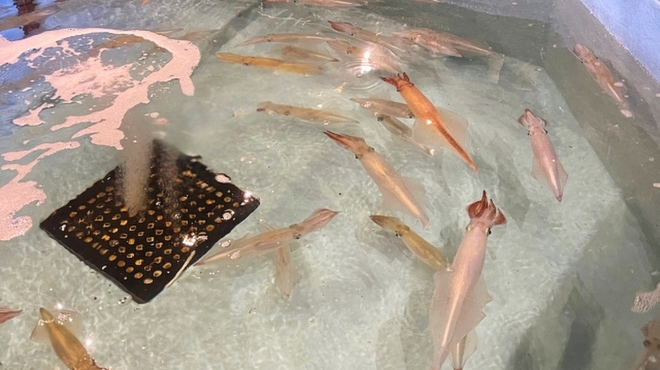 天然海水いけす海陽亭 - メイン写真: