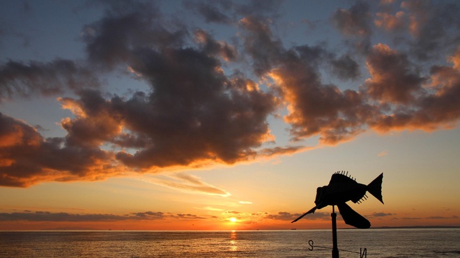 ザ・フィッシュ - メイン写真: