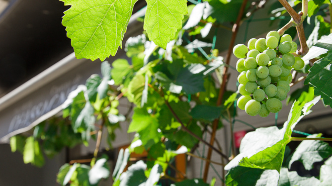 カヴォード シャサーニュ - メイン写真: