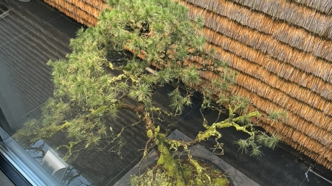 匿 青 - 料理写真: