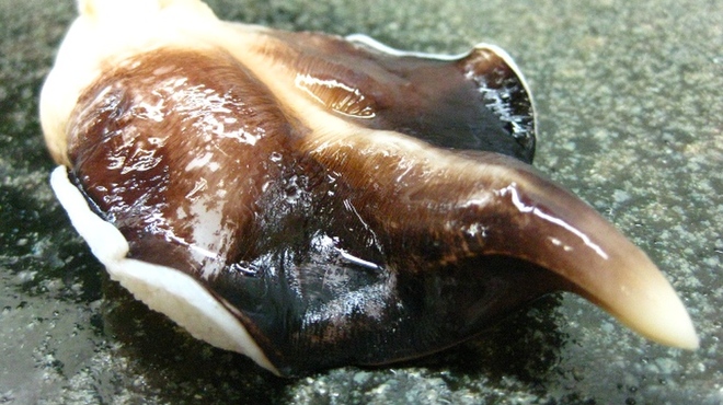 太助寿し - 料理写真:活けの鳥貝は甘くて食感がよい逸品