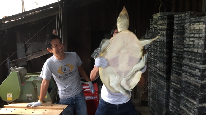 ツバクロ すっぽん食堂   - メイン写真: