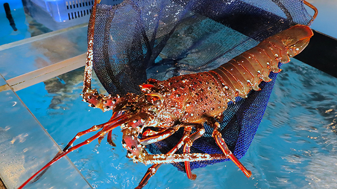 なごみ - メイン写真:生簀