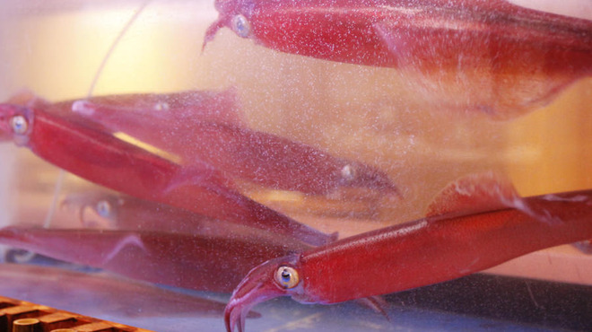 うず潮屋 - メイン写真: