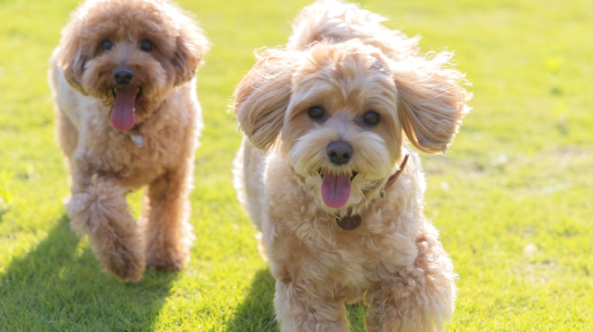 LUMP COURT ISUMI - メイン写真: