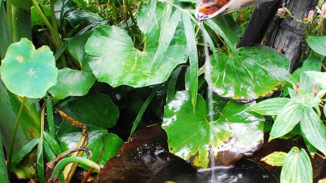 手打ちそば 石庄庵 - メイン写真: