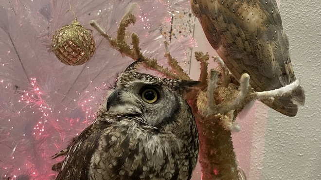 レストランパフューム - メイン写真: