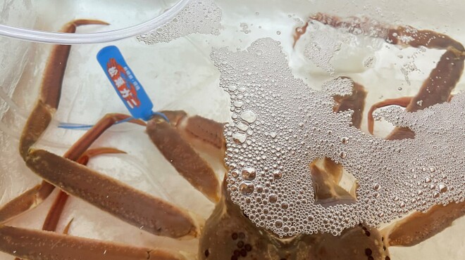 日本料理 風の音 - 料理写真:松葉蟹　ご予約承ります