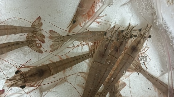 醸 はせべ - メイン写真: