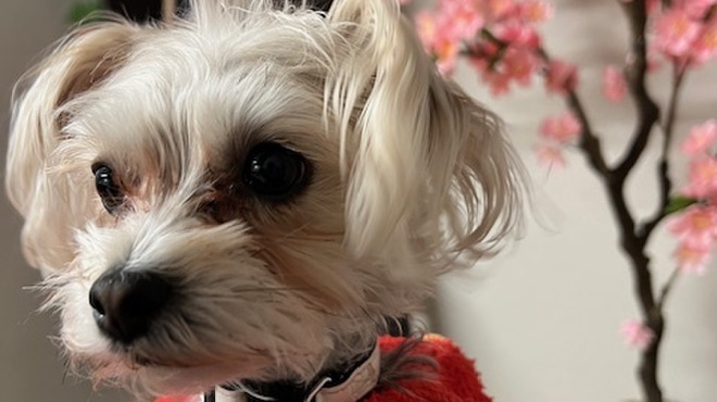 満天富士 - メイン写真: