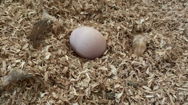 焼き鳥 こと - メイン写真: