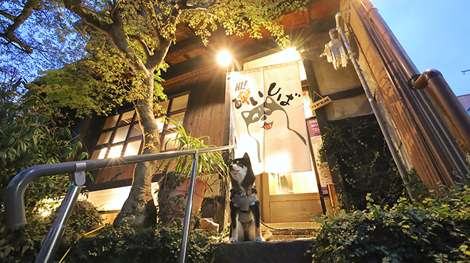 春巻きとよだれ鶏 酔いしば - メイン写真: