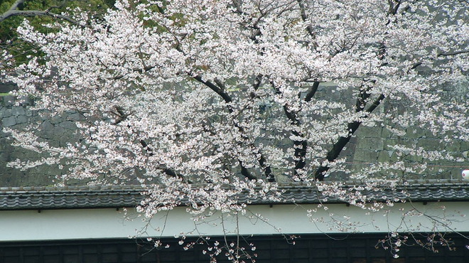 城見櫓 - 外観写真:お部屋から見える満開の桜