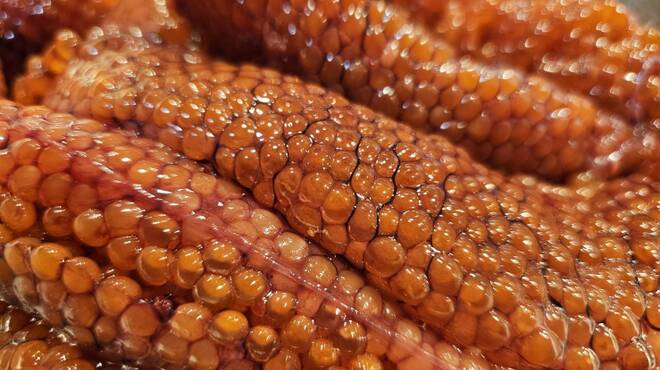 代官山 韻 - メイン写真: