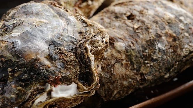 喜助 - 料理写真:天然　岩牡蠣