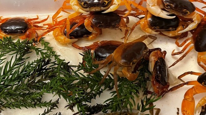 日本料理 風の音 - 料理写真:初夏の風物詩