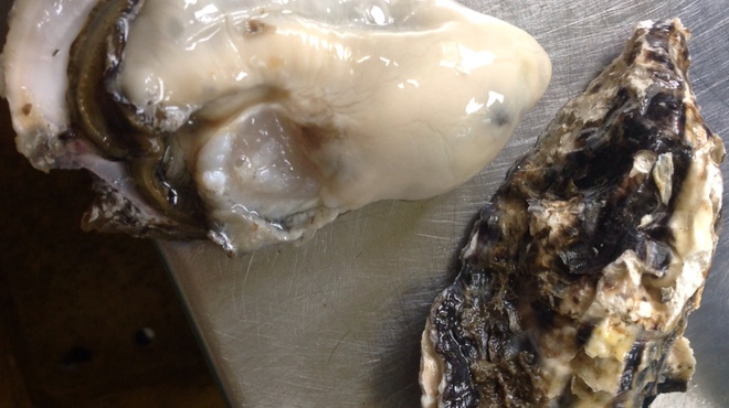 天武 - 料理写真:殻からプリッとあふれる濃厚なカキです。