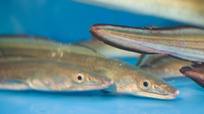 神ふぐ亭 - 料理写真: