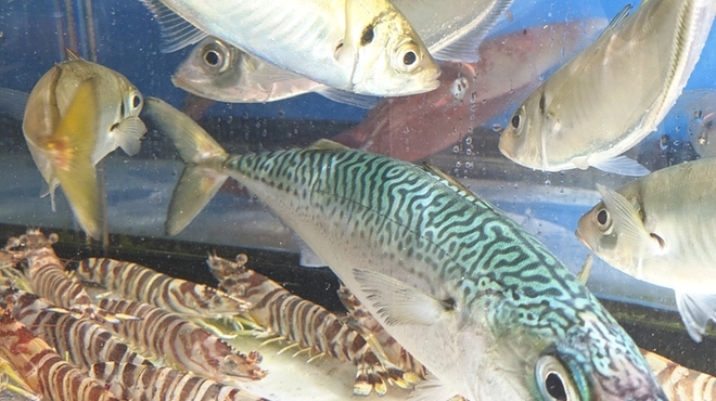 大名やぶれかぶれ - メイン写真: