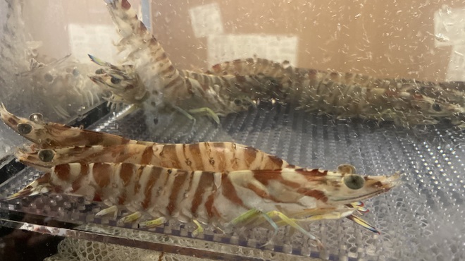 牡蠣×海老 かいり 恵比寿 - メイン写真: