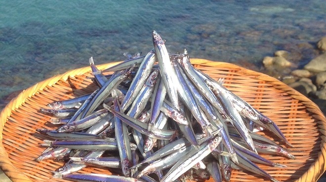 鶏と炭火 トリマラン赤坂 - メイン写真: