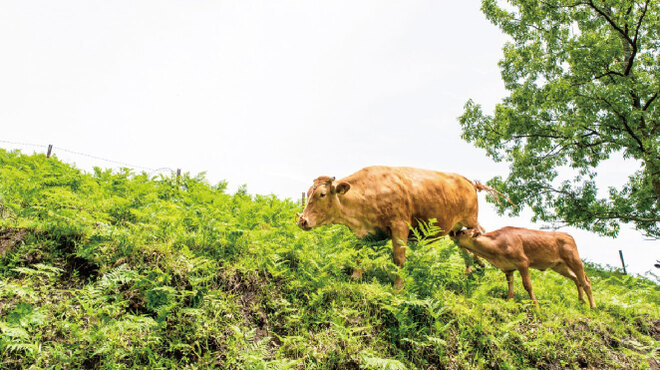 GOOD GOOD MEAT - メイン写真: