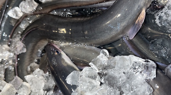 うなぎ四代目菊川 - メイン写真: