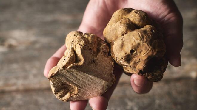 Terres de Truffes, Tokyo - メイン写真: