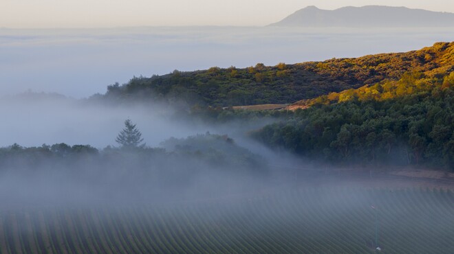ケンゾーエステイトワイナリー - ドリンク写真:カリフォルニアのナパヴァレーにある自社畑