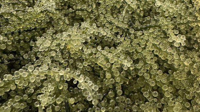 すみり - メイン写真: