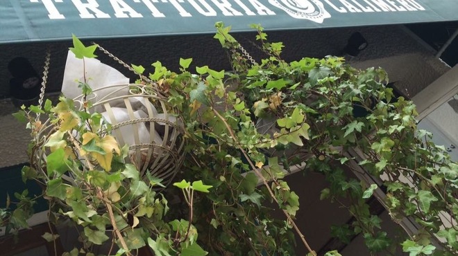 トラットリア カリメロ - メイン写真: