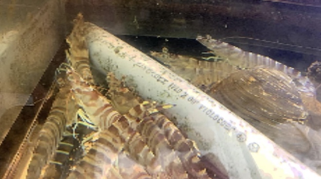 いな穂 - メイン写真: